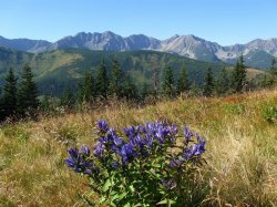 Słowackie Tatry Zachodnie - Na Grzesia od słowackiej strony - 17.08.2013