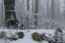 Beskid Żywiecki - Polica w zimowym śnie