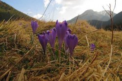 Tatry Polskie - Chochołowskie krokusy