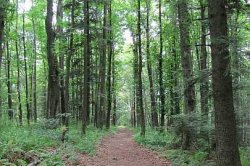 Bieszczady - Bieszczadzkie bukowe lasy