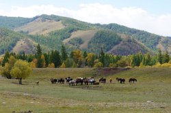 Mongolia - Pozdrowienia z Terelj