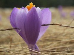 Beskid Żywiecki - Hala Miziowa, Rysianka i krokusy 